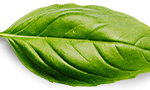 basil-leaf